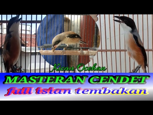 Masteran full isian tembakan || kicau ocehan channel masteran dan pancingan burung ocehan class=