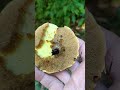 26 май 2026 г.Масловка,Боровка,Suillus luteus вкусна ядлива гъба Масловка,Манатарки,Морулей,Дълбоки.