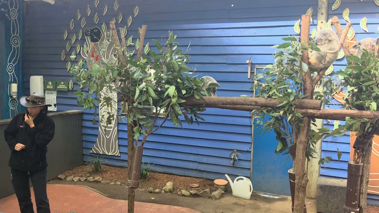 Save The Koalas Talk At Dreamworld Gold Gold Theme Park Full Show