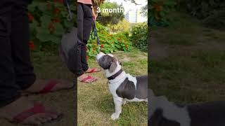 TRANSFORMATIONS bully #trending #youtubevideo #ytvideo #videofeed #viral #subscribe #youtube #dog