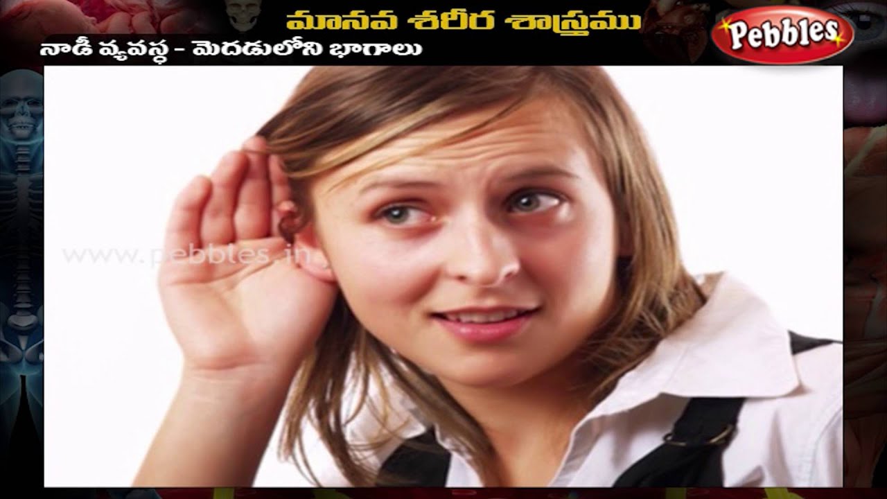 Human Body | Nervous System | Telugu - YouTube