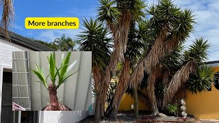 How to Make Yucca Plant Branch Out (Grow Extra Branches) screenshot 5