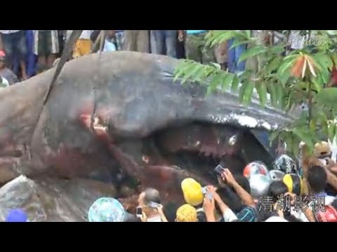 Unknown Monster Dug Up In Cambodia?