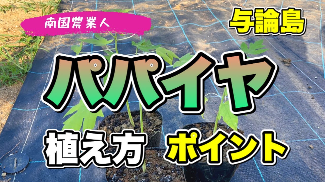 【パパイヤ】パパイヤの植え方。#パパイヤ　#パパイヤ植え方　#パパイヤ植え付け　#パパイヤ栽培　#与論島　#ヨロン島　#南国農業人