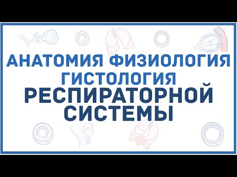 Анатомия и физиология дыхательной системы человека - кратко