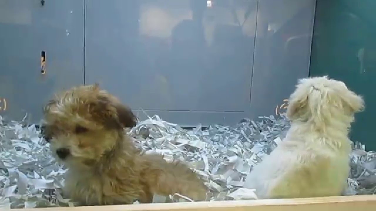 Puppies goofing around at Pet Express 