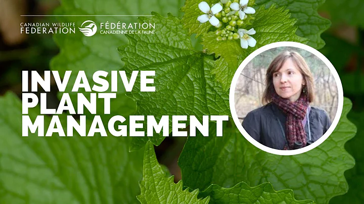 A Gardener's Guide to Invasive Plant Management Through the Seasons