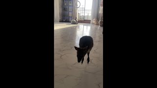 呼んだらちゃんと来るカンガルーの赤ちゃん#Shorts