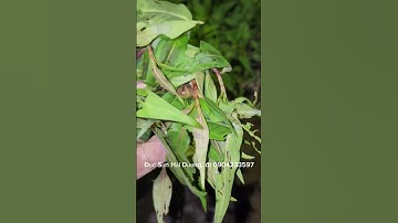 cách sơ cưu rắn cặp nia cắn hiệu quả