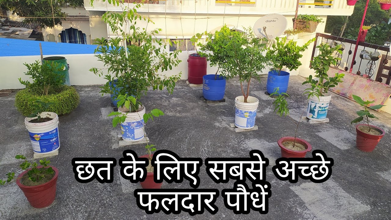 Best fruit plants for terrace garden YouTube