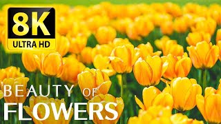 The Most Beautiful Flowers Collection 8K ULTRA HD (60 FPS) • Relaxing music and nature sounds 8K TV