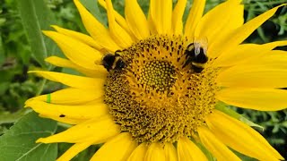 Beautiful Sunflower with the bees #sunflower #dutch #garden #farm #viral #relaxing #satsfying
