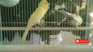 Suara Kenari Kawin Merangsang Knari Naik Birahi  Bird