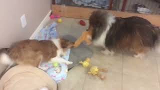 Sheltie puppy vs Old Sheltie tugawar  | Puppy Memories