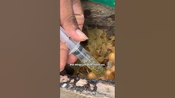 Stingless Bees | Amazon Conservation Team