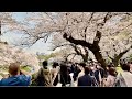 【4K】Tokyo Cherry Blossoms 2021 - Chidori-gafuchi