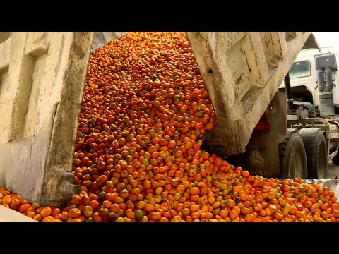 მდინარეში გადაყრილი მანდარინის ნარჩენები | ქობულეთის მოსახლეობა ქარხნის ადმინისტრაციას უპირისპირდება