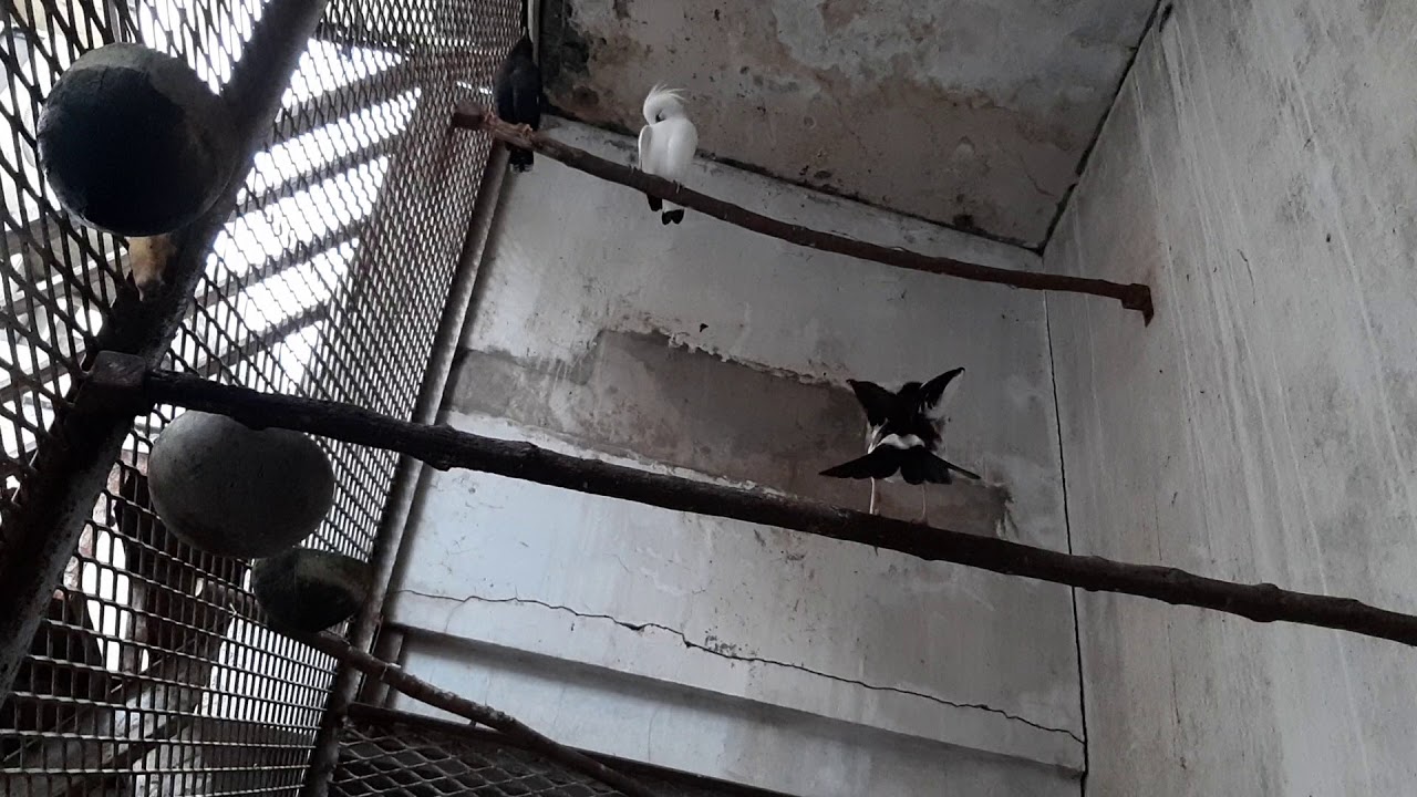 Nyanyian Burung Jalak 