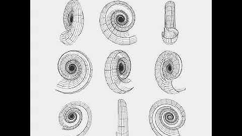 Shell and noise. Draw by openFrameworks