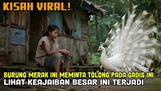 VIRAL! BURUNG MERAK INI MEMINTA TOLONG PADA GADIS INI LIHAT KEAJAIBAN BESAR INI TERJADI