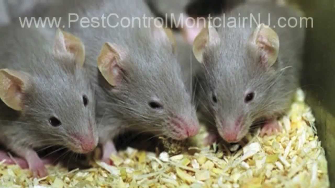 Pest Control: Mice Rat Montclair NJ