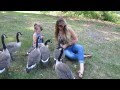 Feeding & Playing w. a Family of Wild Canada Geese we Have Been Caring for Since Their Mother Died