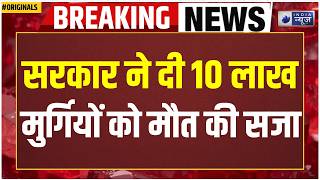 Maharastra Bird Flu Alert: महाराष्ट्र में खौफनाक फैसला! लाखों मुर्गियों पर खतरा! Marathi | Chicken