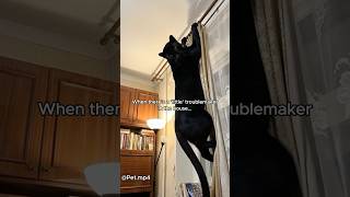 POV: Your Cat Owns Your Home.#bigcats #funny #animallife #animals #funnyanimal #bigcat #funnypet