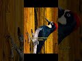 If you see a wall full of tiny holes, you can be sure it's the work of a woodpecker#wildlife