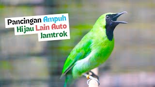 Download Lagu Cucak Ijo Gacor Cepat Untuk Memancing Ijo Yang Telat Panas Agar Mau Jamtrok dan Emosi Bongkar Isian MP3 Download Lagu Cucak Ijo Gacor Cepat Untuk Memancing Ijo Yang Telat Panas Agar Mau Jamtrok dan Emosi Bongkar Isian MP3