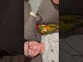 Kickback And Relaxing With Chucky The Mini Macaw #macaw #parrot #cute #funnyparrot