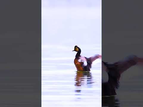 Video: Svarthalsad dopping - en unik fågel med röda ögon