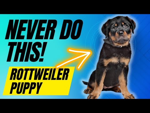 Video: 23 Wiggly Rottweilers Vi vil spille med, og du vil også