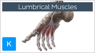 Lumbrical Muscles of the Foot - Human Anatomy | Kenhub