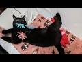 遊び中に頭を撫でると変な顔になってしまう黒猫【黒猫ロコちゃん】