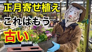 最新お正月寄せ植え教えます　今年作るならこれ　　【カーメン君】【園芸】【ガーデニング】【初心者】