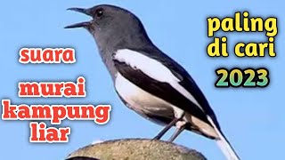 Suara Burung Murai Kampung Paling Di Cari 2023