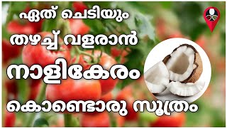 കാട് പോലെ പച്ചക്കറി തോട്ടം | Vegetables cultivation and farming | Prs kitchen krishi | Coconut