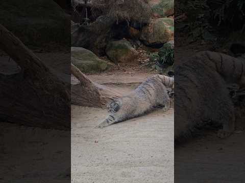 Видео: Steppe cat manul: снимка и описание