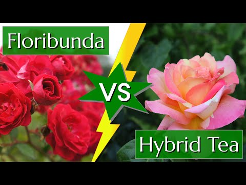 Video: Informatie over Polyantha en Floribunda-rozen