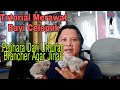 Tutorial merawat baby burung hantu celepuk