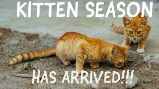 Kitten Season Has Arrived! Here is how you can help!