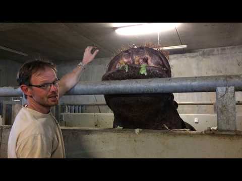 Vidéo: Le zoo de Détroit a-t-il des hippopotames ?
