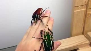 African Flower Beetles