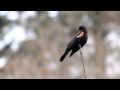Redwinged Blackbird.avi