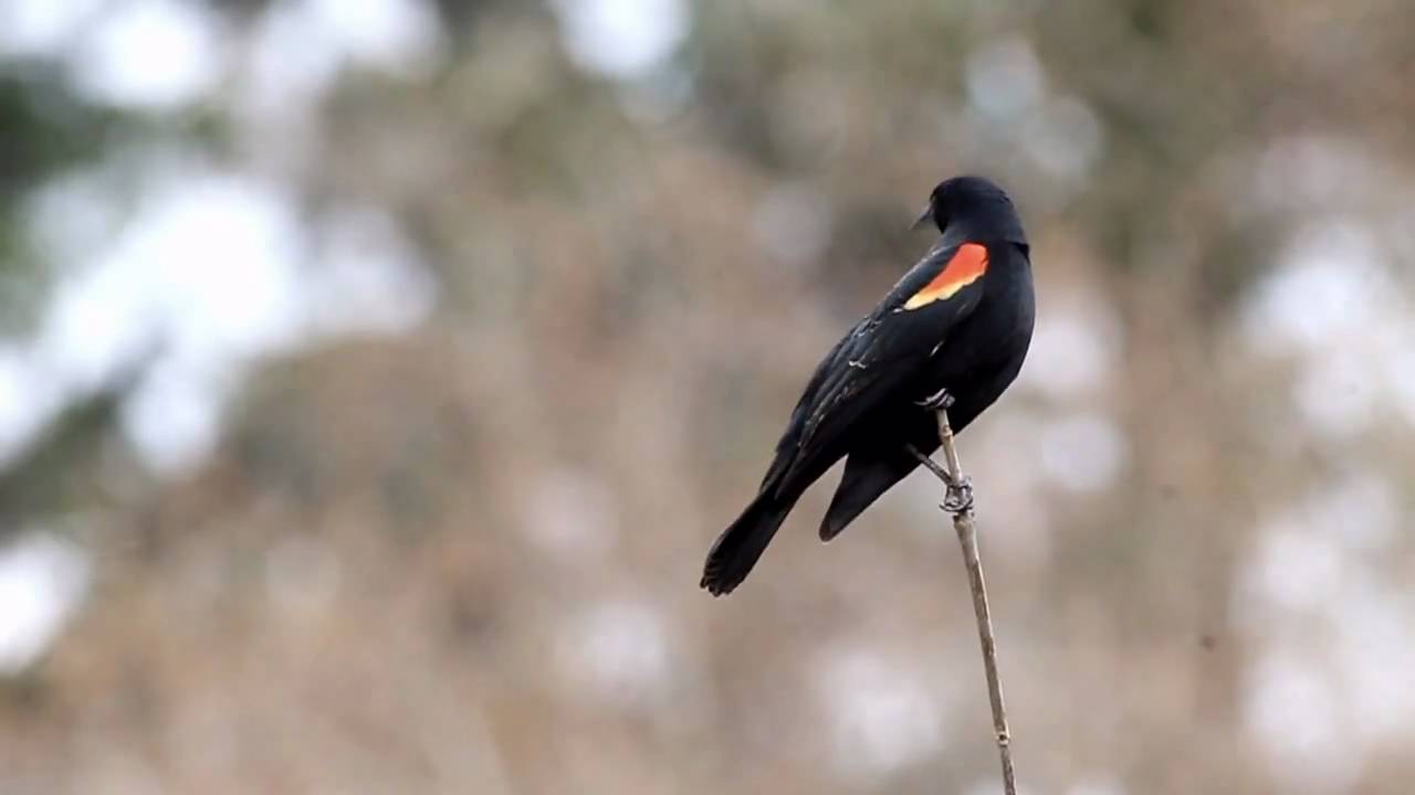 Redwinged Blackbird.avi