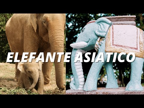 Video: Elefanti asiatici: descrizione, caratteristiche, stile di vita, alimentazione e curiosità