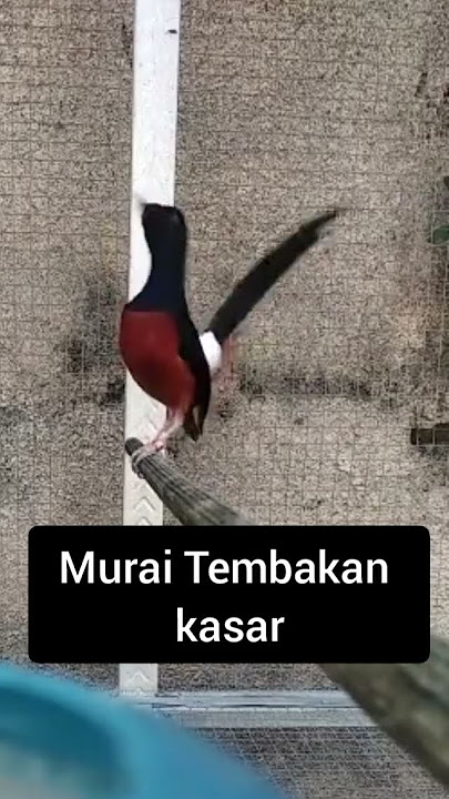 Masteran Murai tembakan kasar #Murai #pancinganmuraibatucepatbunyi #tembakanmuraibatu