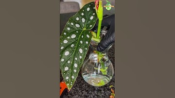 Houseplant Water Propagation : Begonia Maculata #houseplant #begonia #thegreenearth
