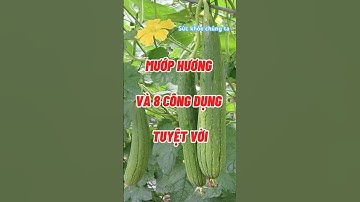MƯỚP HƯƠNG VÀ 8 CÔNG DỤNG TUYỆT VỜI #dinhduong #shortvideo #dexuatyoutube #health #baithuocdangian